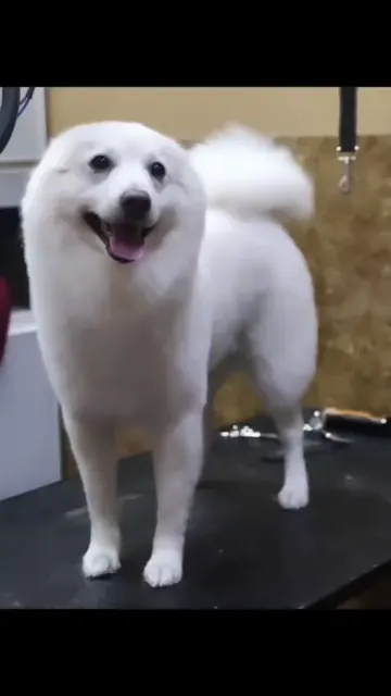 White dog standing on a grooming table
