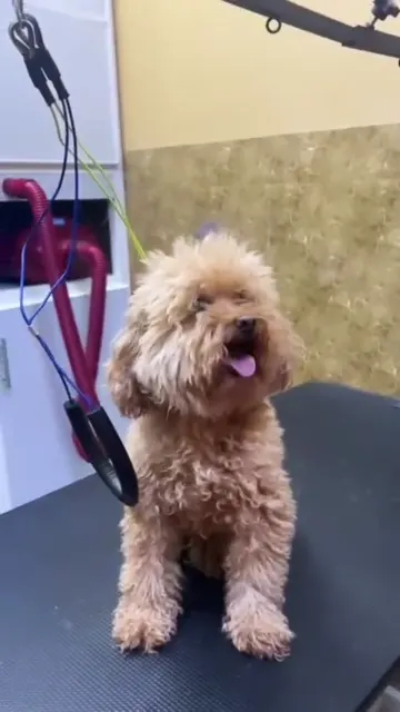 Curly-coated brown dog on a grooming table