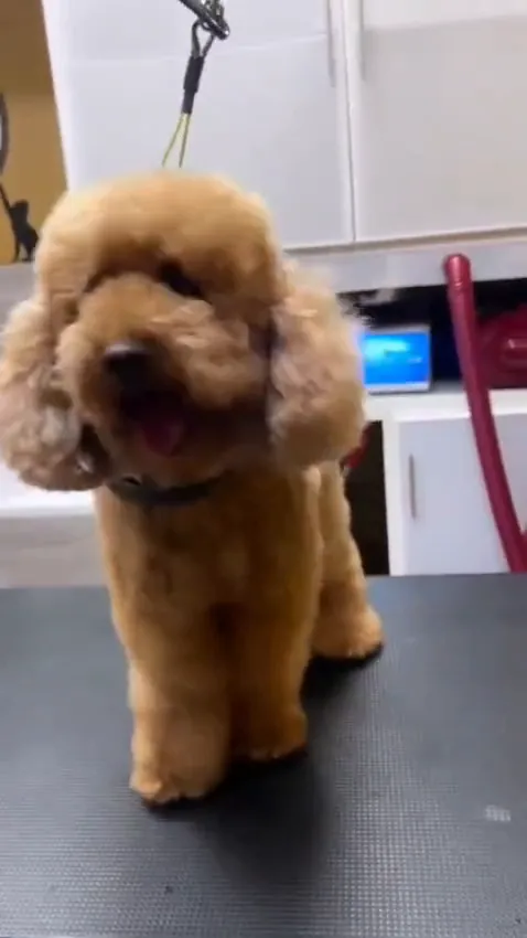 Brown poodle with a rounded groomed coat