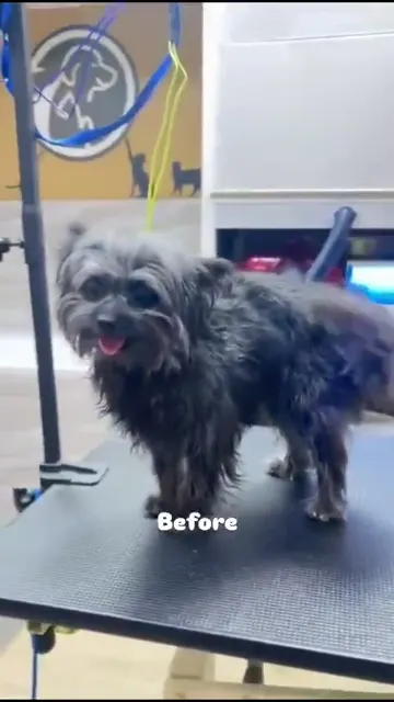 Small dog during a grooming transformation