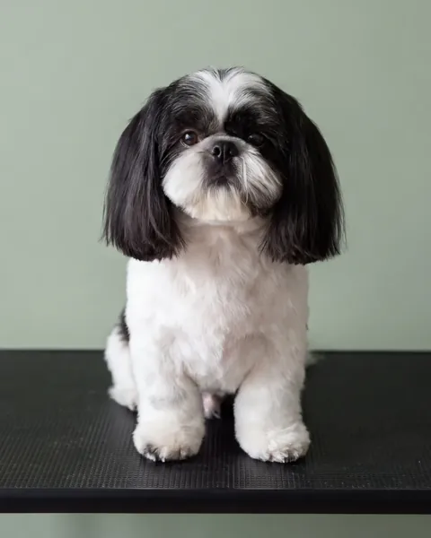 Black and white dog with a neatly trimmed coat