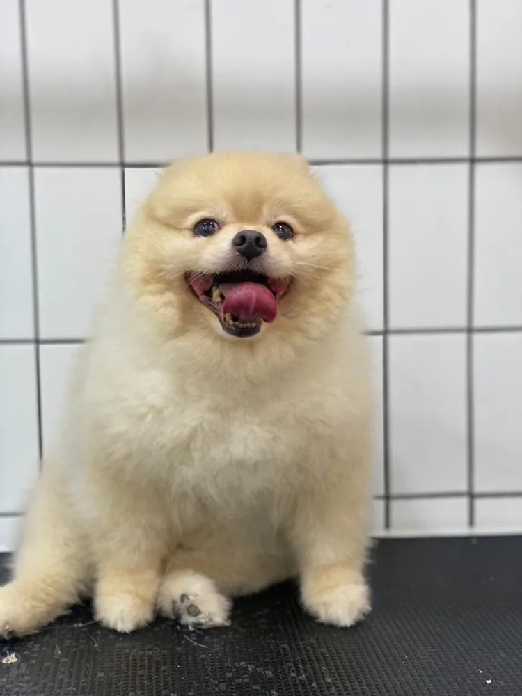 Fluffy Pomeranian on the grooming table