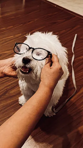 White dog wearing glasses in the photograph attached to Vishnu Menon’s Google review